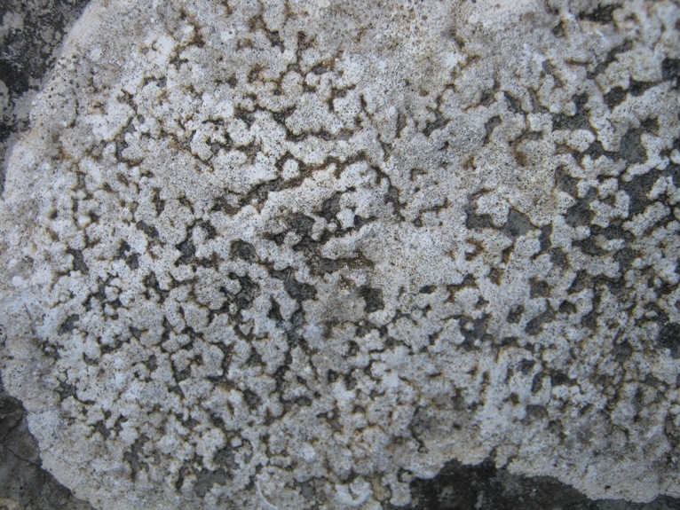 Aspicilia: Variet�